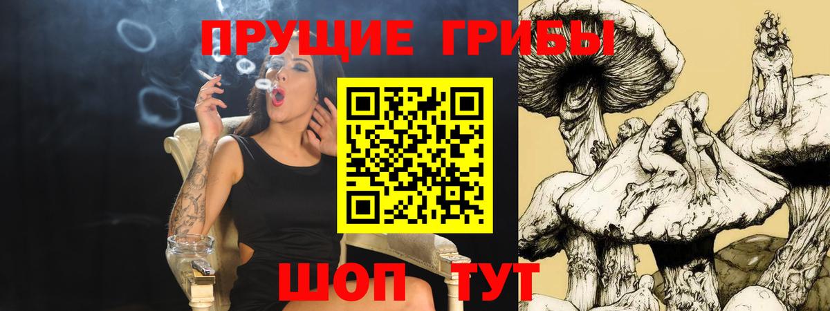 Галлюциногенные грибы Psilocybe Гудермес