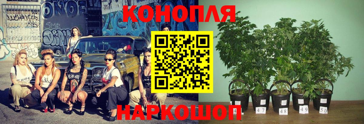 Марихуана VHQ  Канабис планчик  Гудермес  Бошки Шишки конопля  Каннабис индика  Вход с VPN 